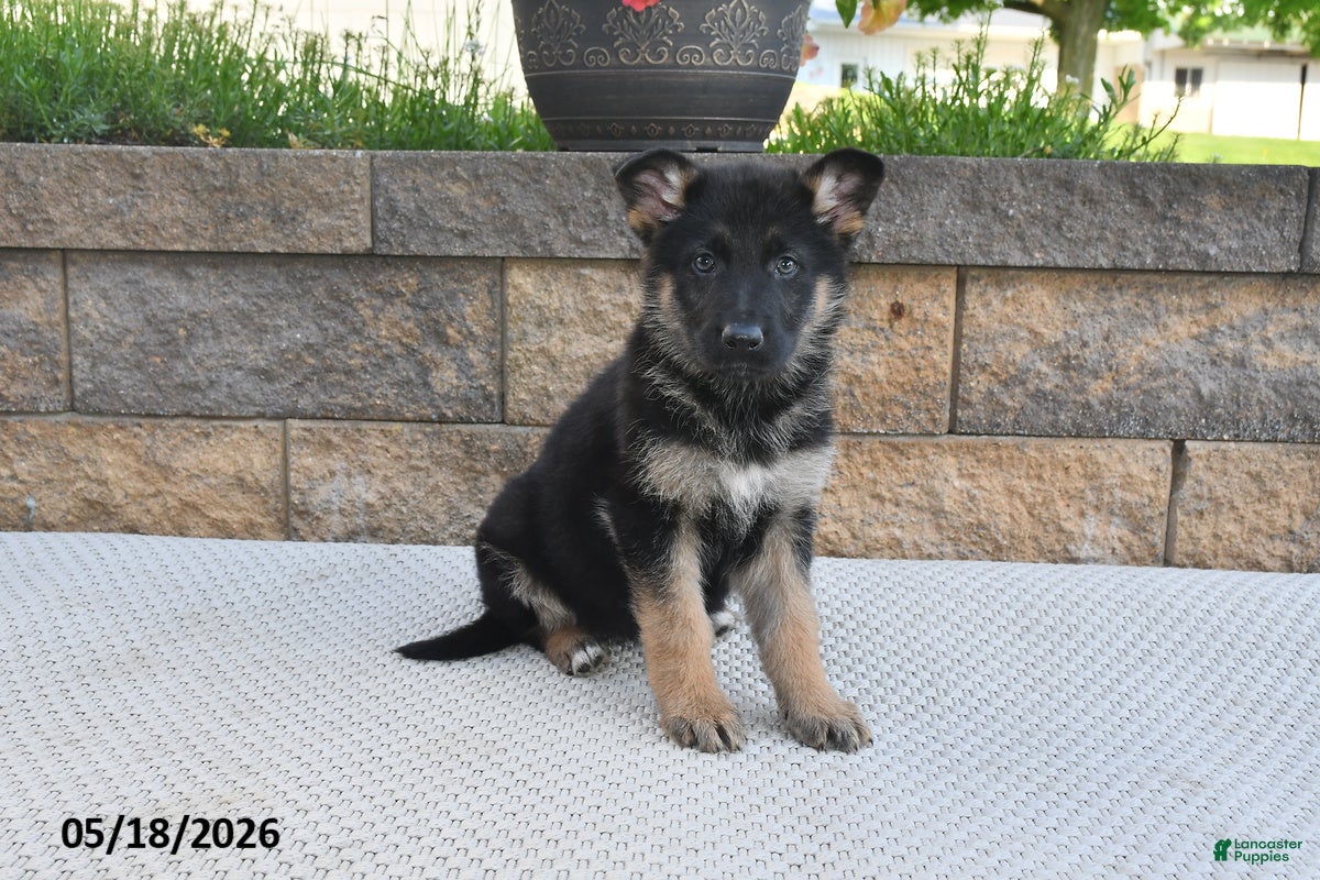 German Shepherd dogs Bella   - Ad 1