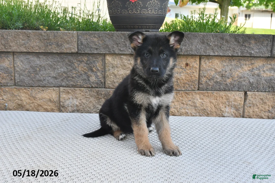 German Shepherd dogs for sale: Bella   - Ad 1