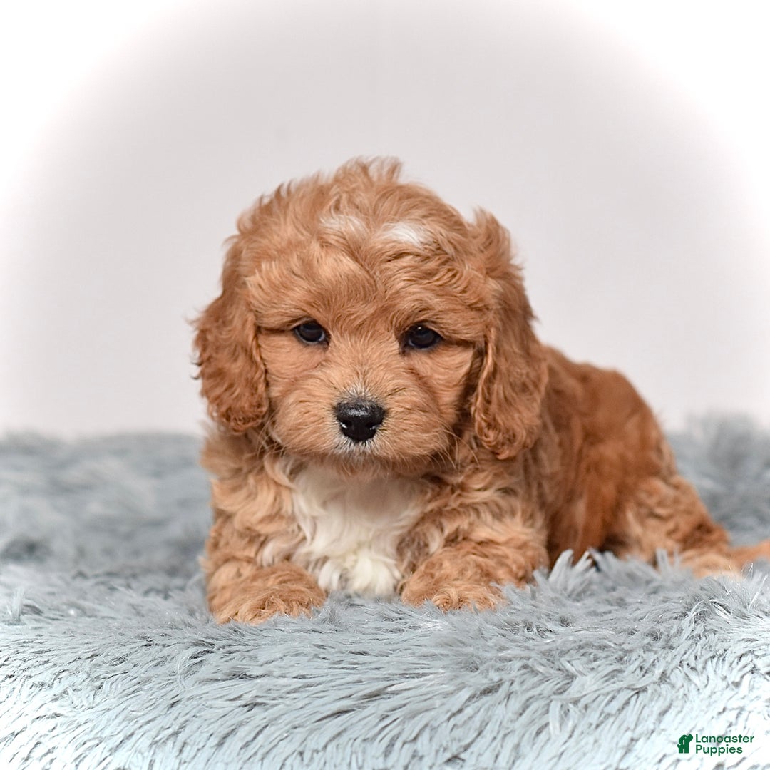 Cavapoo dogs for sale: Ms. Lexi - Ad 5
