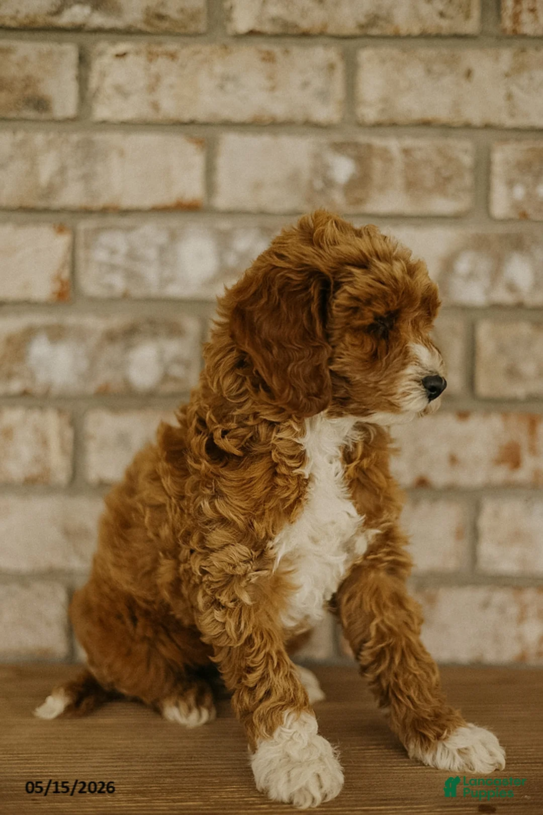 Cockapoo dogs for sale: Blue - Ad 2