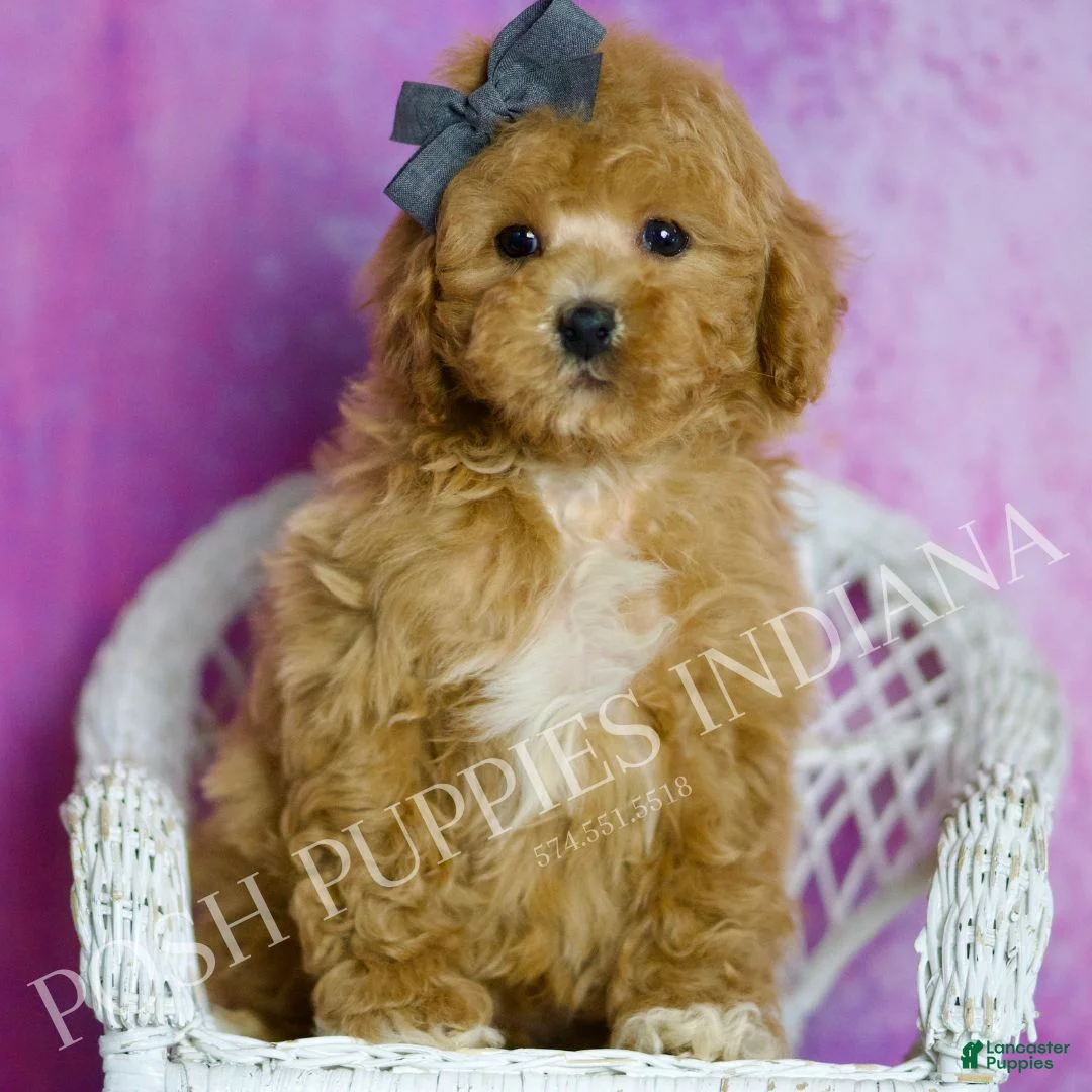 Toy Poodle dogs for sale: Blake - Ad 2