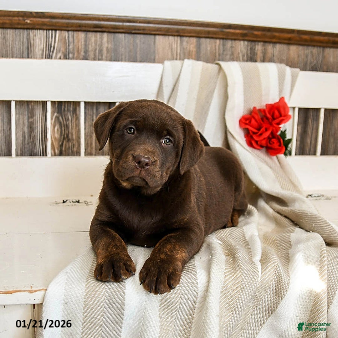 Labrador Retriever dogs for sale: Cannoli - Ad 4