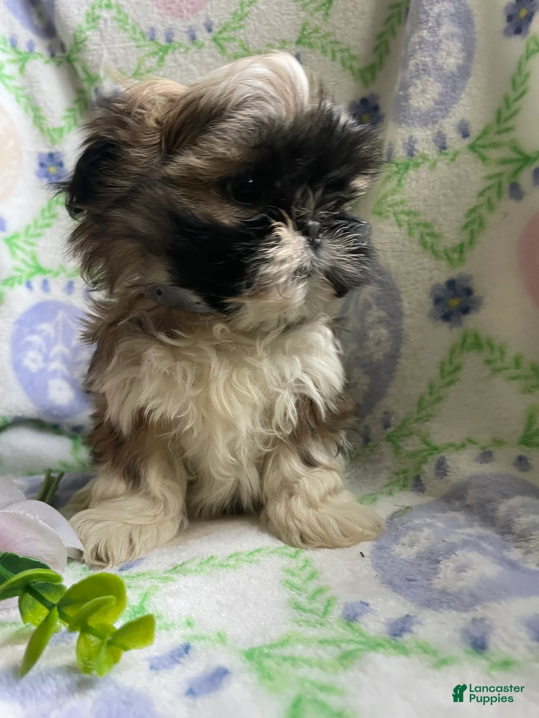 Shih Tzu dogs for sale: Petey - Ad 2