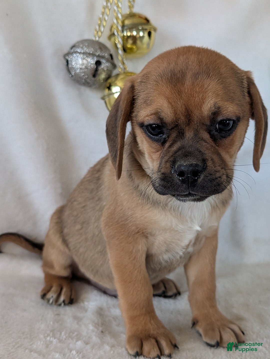 Puggle dogs for sale: Chance  - Ad 9