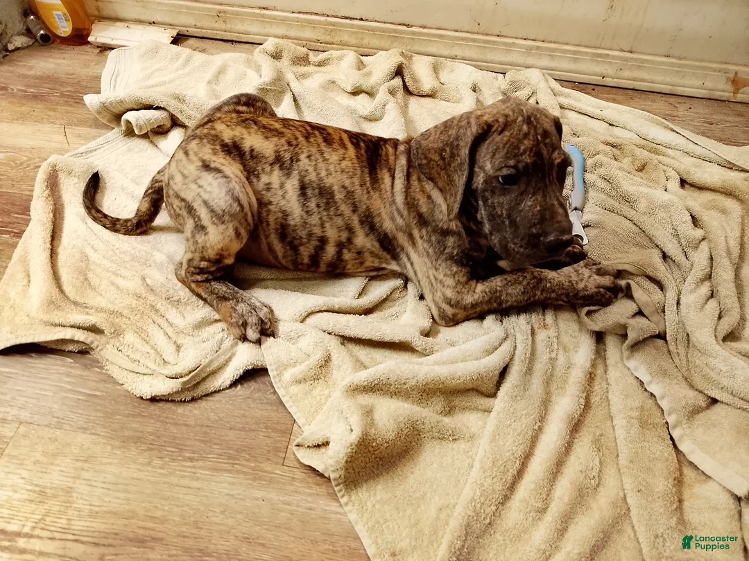Great Dane dogs for sale: Great Dane 8 - Ad 2