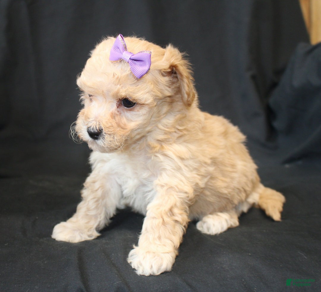 Bichpoo dogs for sale: Betty - Ad 5