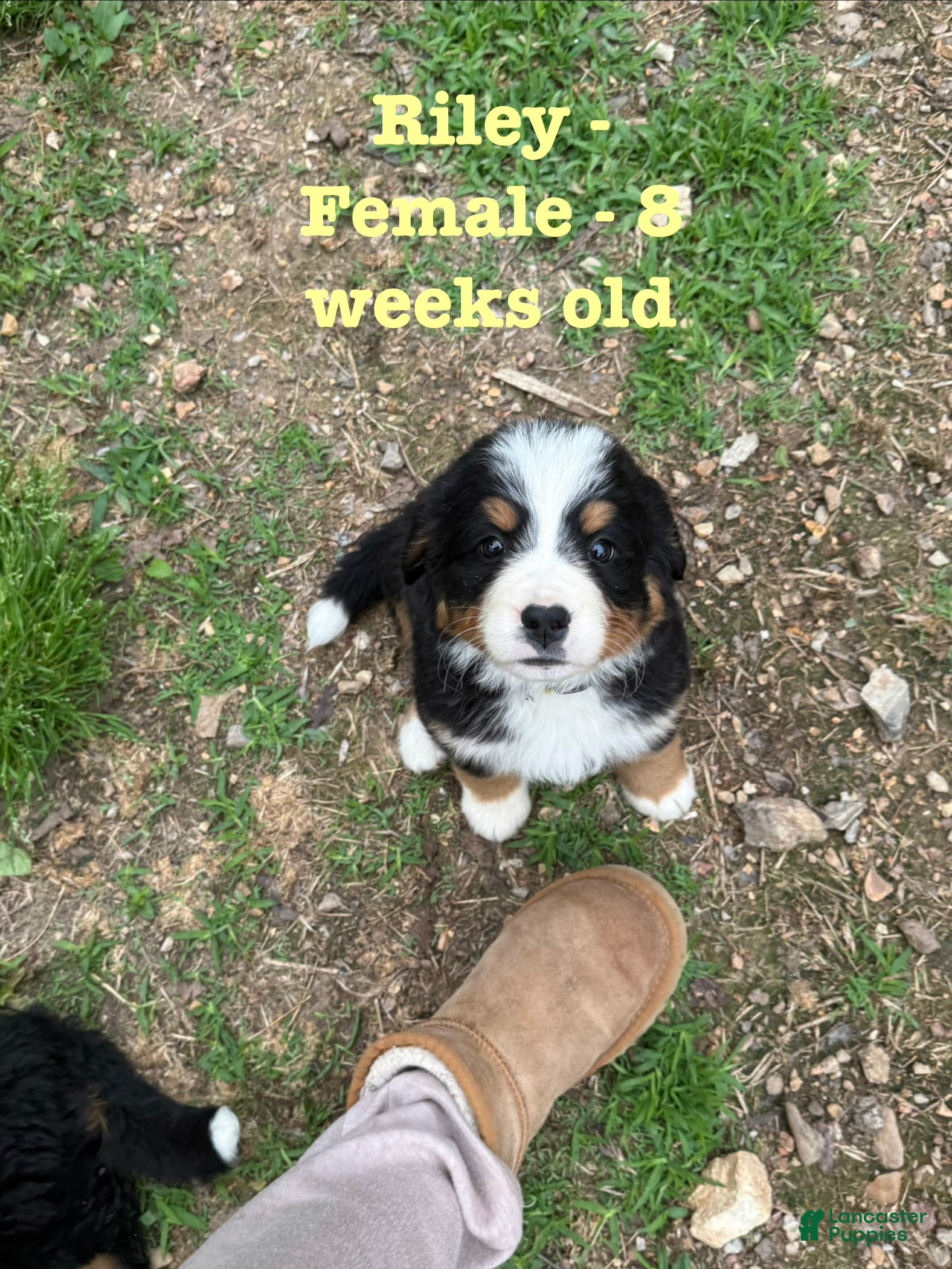 Bernese Mountain Dog dogs Riley  - Ad 38