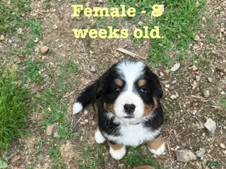 Bernese Mountain Dog dogs Riley - Ad 24