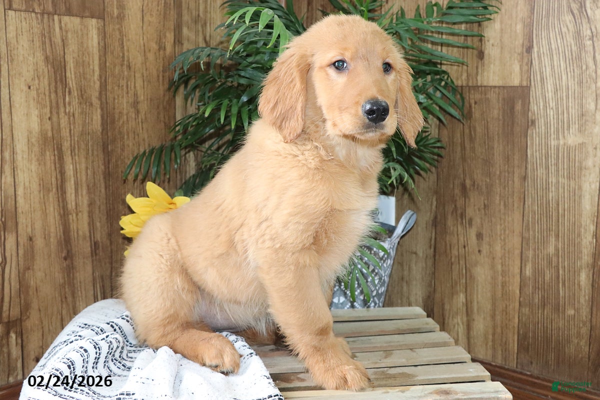Golden Retriever dogs Lacey - Ad 2