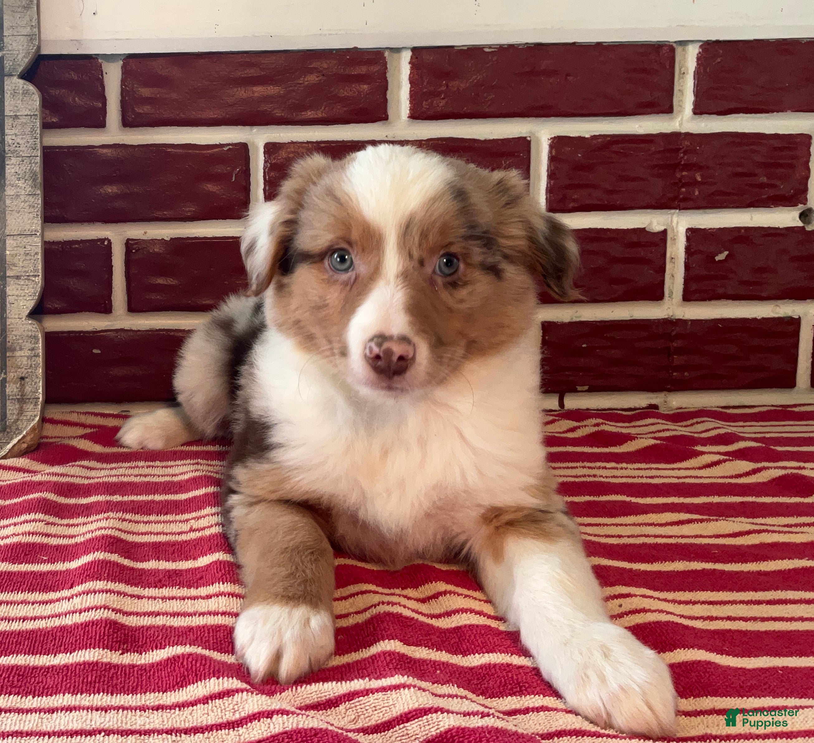 Mixed Breed dogs Simon - Ad 35