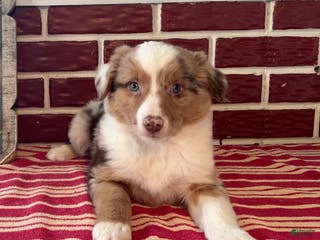 Mixed Breed dogs Simon - Ad 33