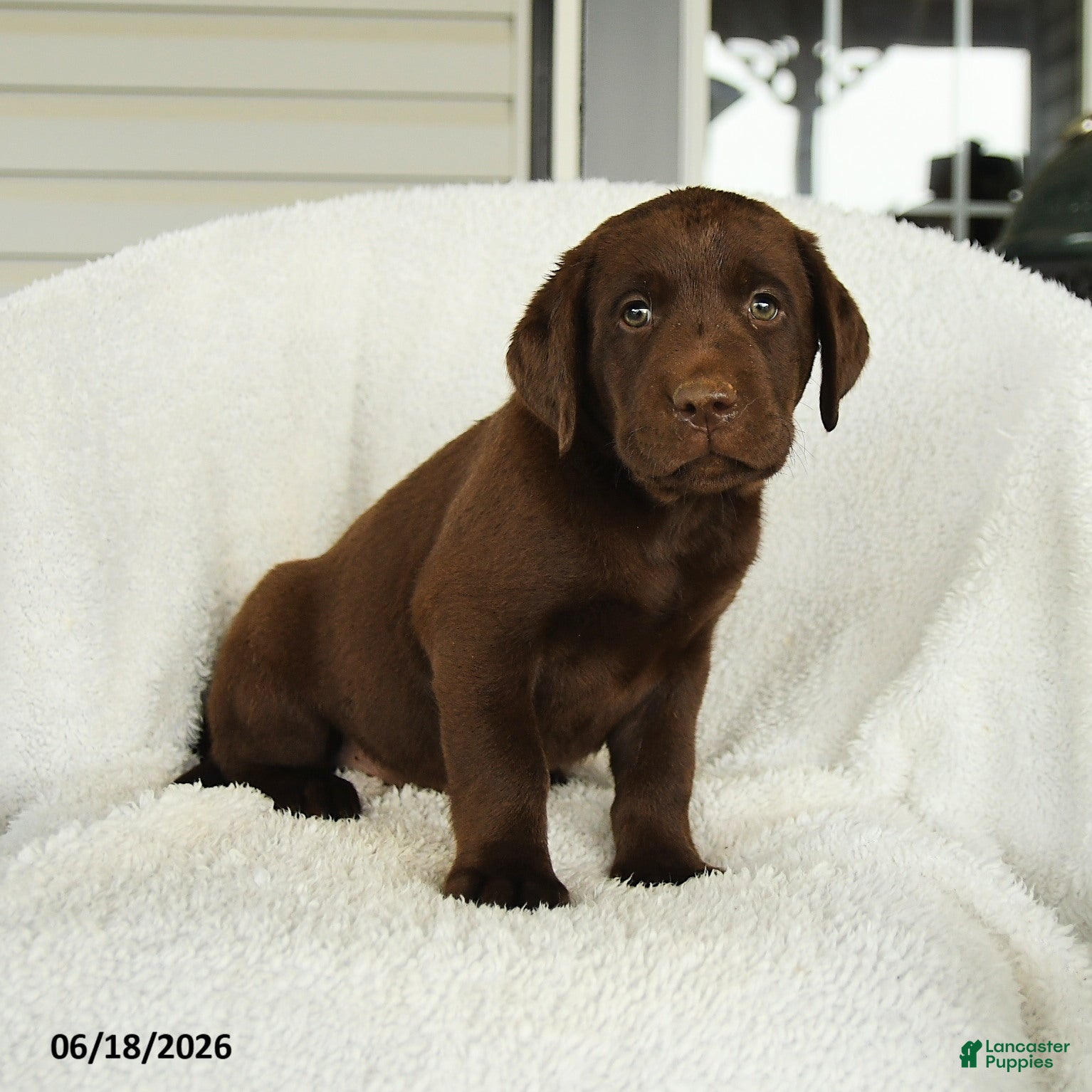 Labrador Retriever dogs Maverick - Ad 1