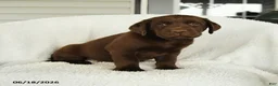 Labrador Retriever dogs for sale: Maverick - Ad 1