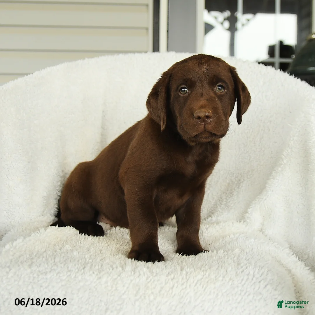Labrador Retriever dogs for sale: Maverick - Ad 1