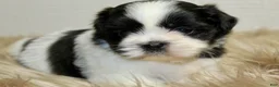 Shih Tzu dogs for sale: Dot - Ad 7