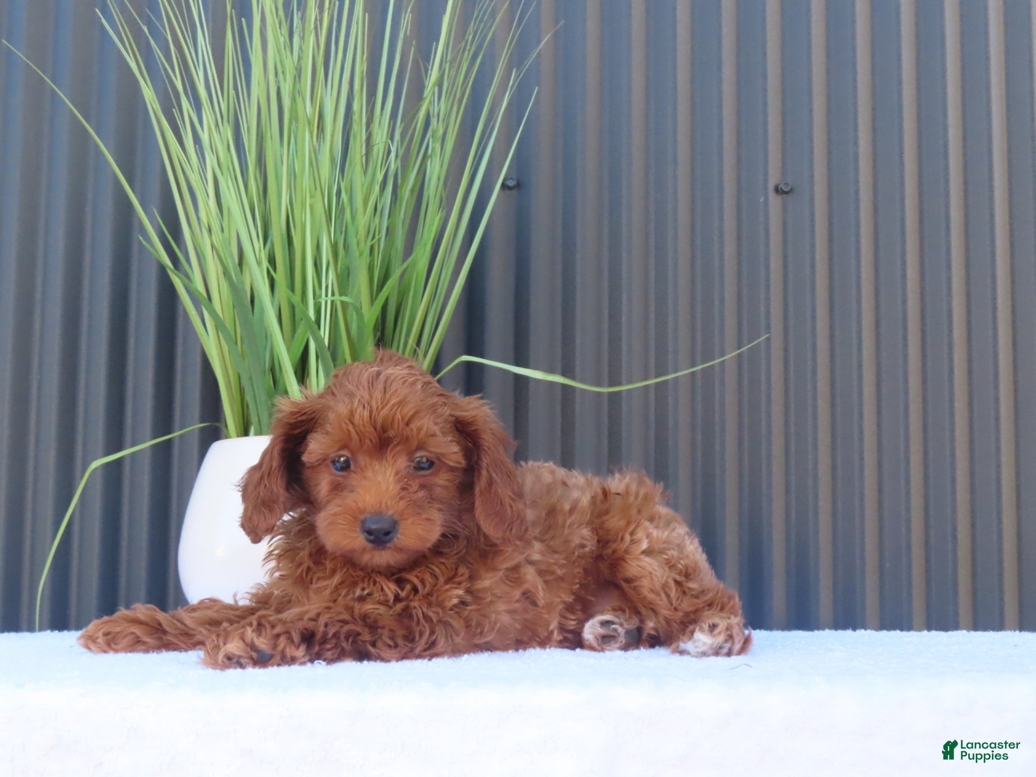 Toy Poodle dogs for sale: Billy - Ad 7