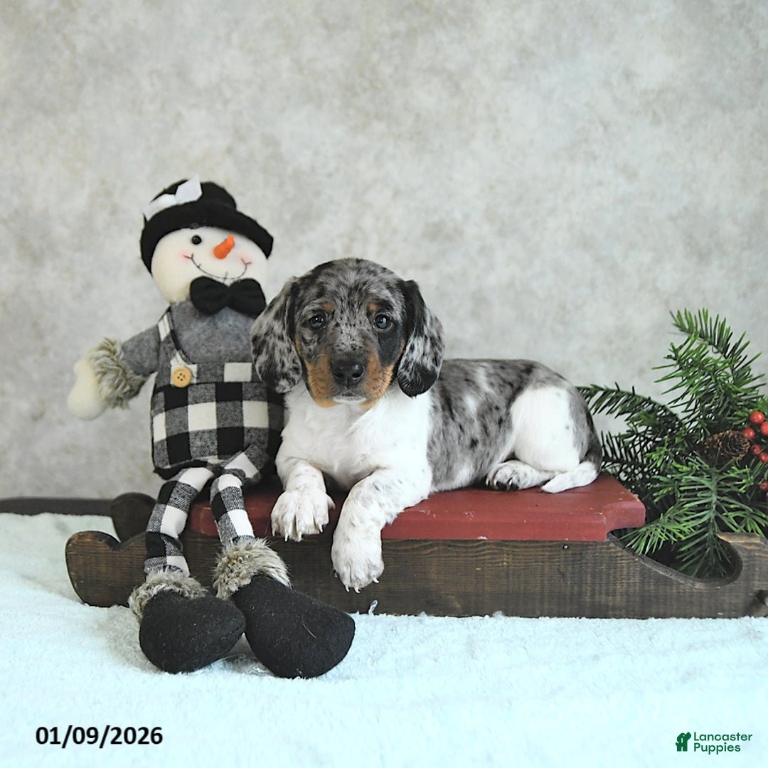 Miniature Dachshund dogs for sale: Loki - Ad 1