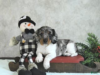 Miniature Dachshund dogs Loki - Ad 37