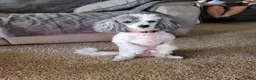 Pugapoo dogs for sale: Tesla - Ad 10