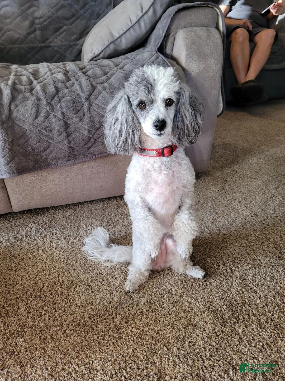 Pugapoo dogs for sale: Tesla - Ad 10