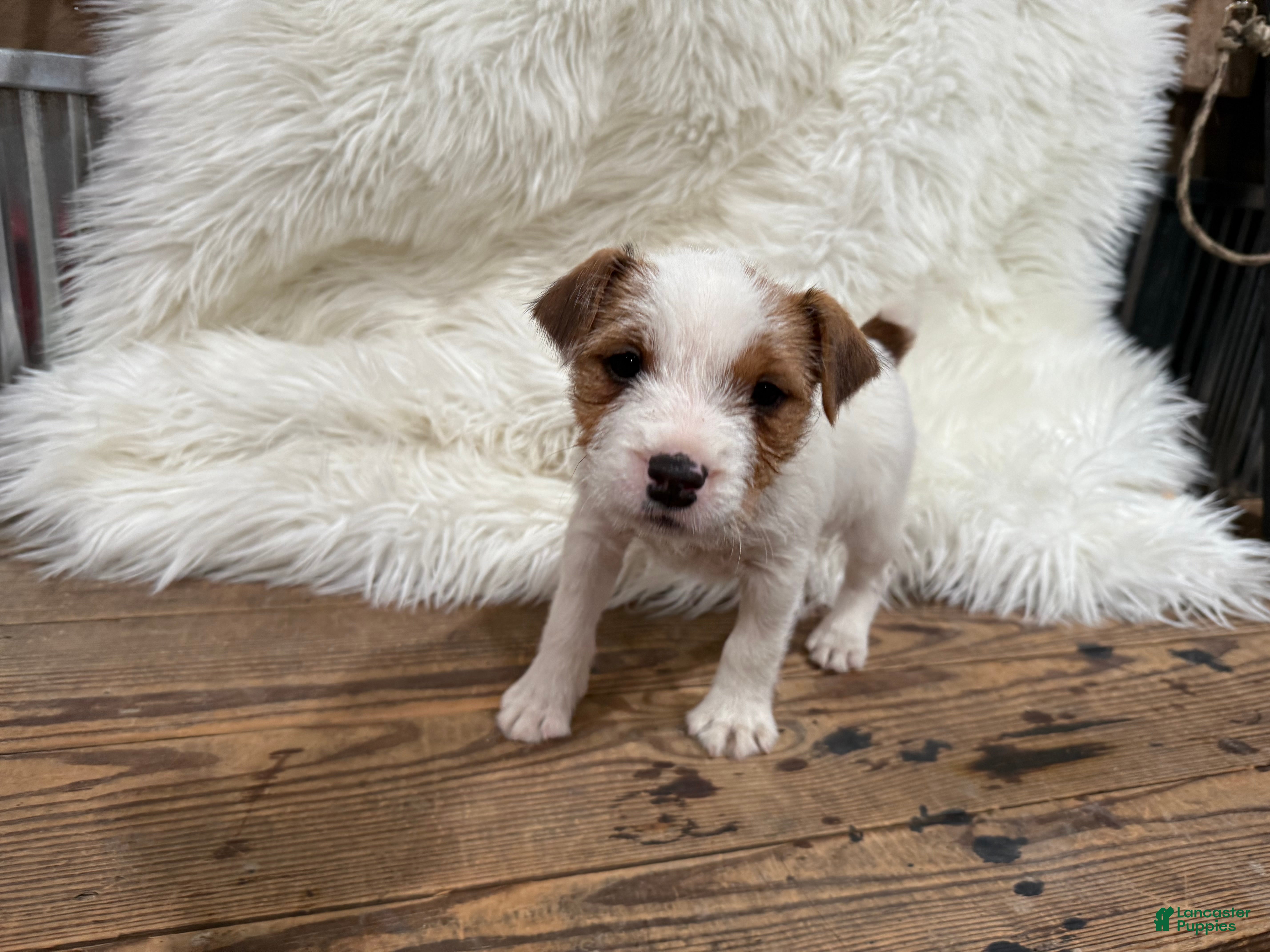 Jack Russell Terrier dogs Rea Puppy 4 - Ad 28