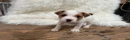 Jack Russell Terrier dogs for sale: Rea Puppy 4 - Ad 1