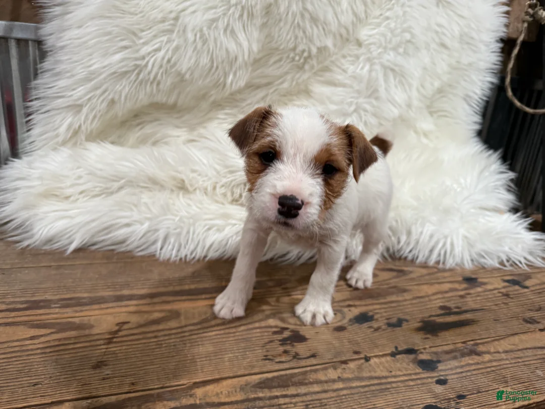 Jack Russell Terrier dogs for sale: Rea Puppy 4 - Ad 1