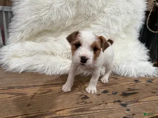 Jack Russell Terrier dogs Rea Puppy 4 - Ad 28