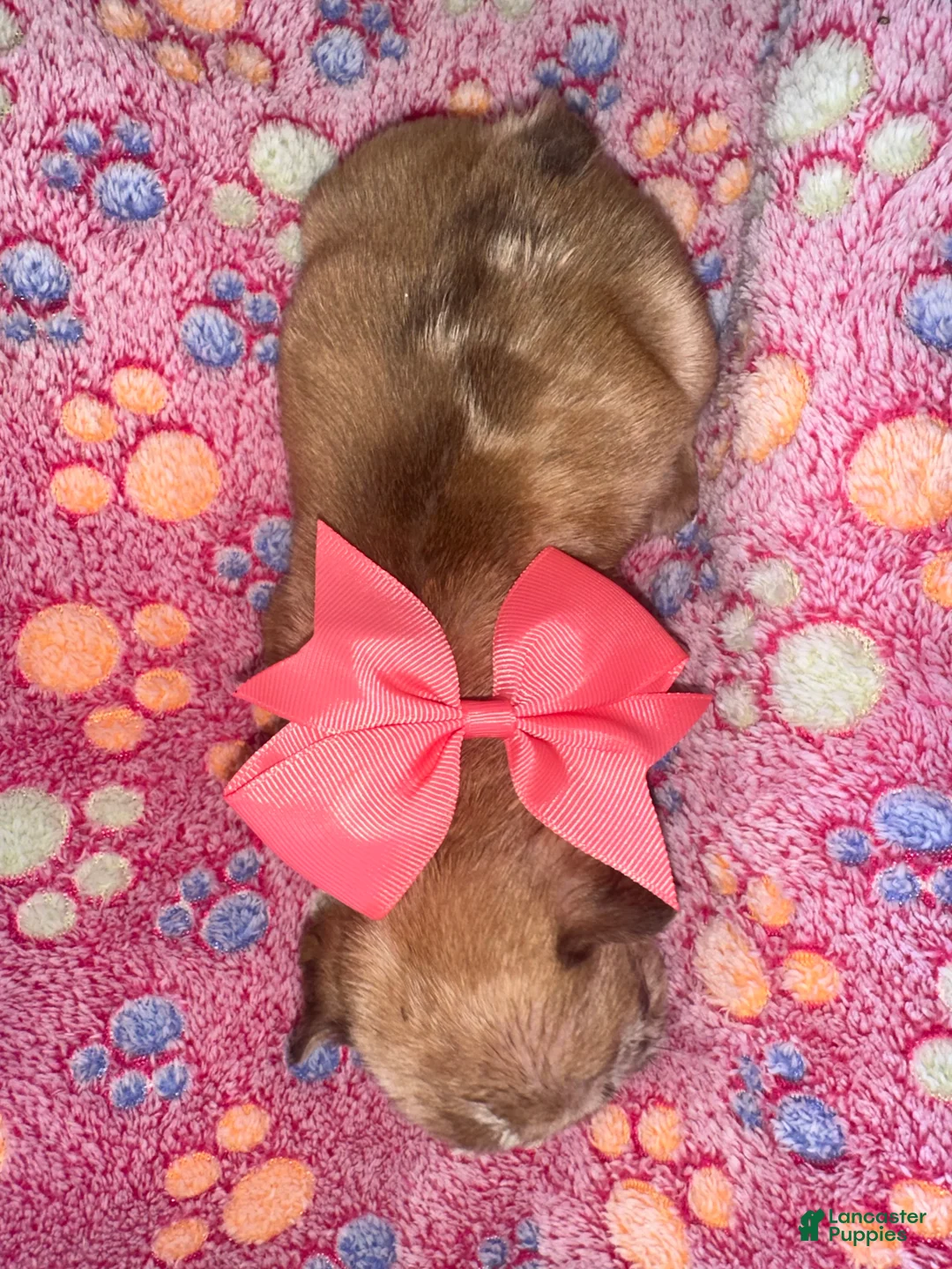 French Bulldog dogs for sale: French Bulldog 2 - Ad 2