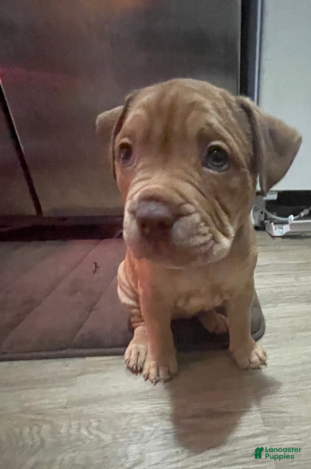 American Bully dogs for sale: American Bully Puppy 2 - Ad 1