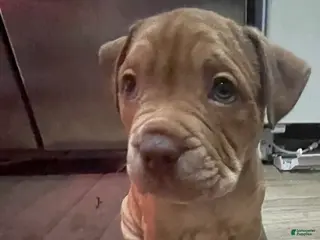 American Bully dogs American Bully Puppy 2 - Ad 7