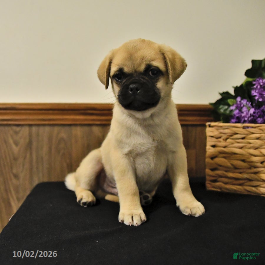 Mixed Breed dogs Snowball - Ad 2