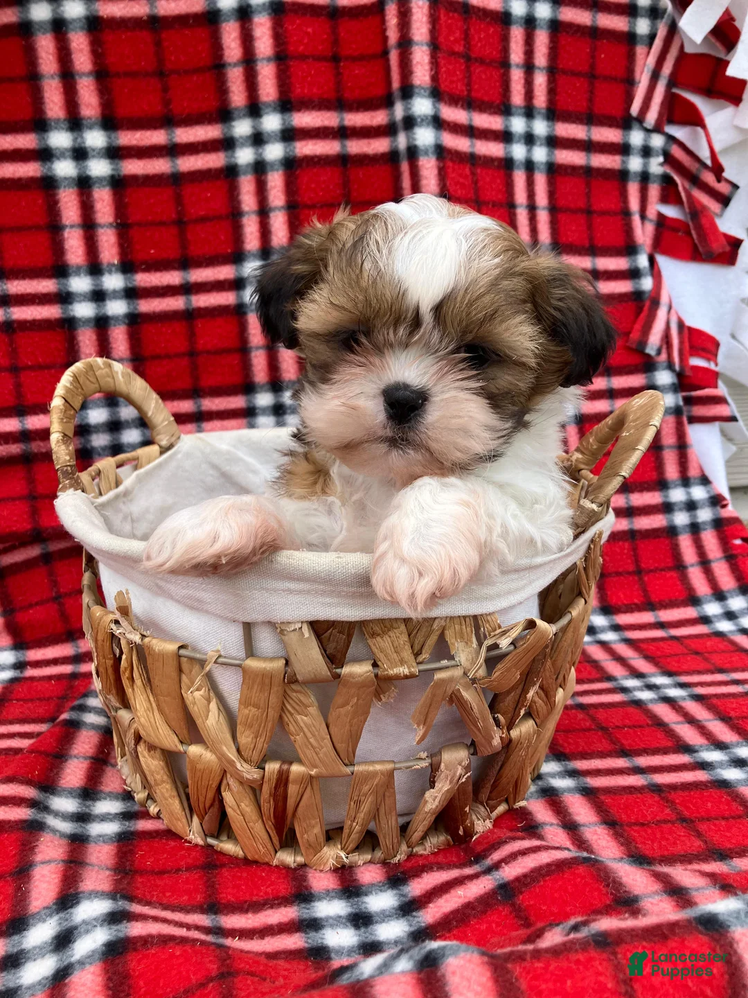 Shih Tzu dogs for sale: Farley - Ad 8