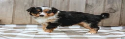 Australian Shepherd dogs for sale: Rylie - Ad 6