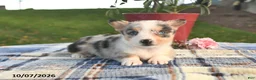 Welsh Corgi Pembroke dogs for sale: Cider - Ad 1