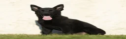 German Shepherd dogs for sale: Forrest German Shepherd  - Ad 3