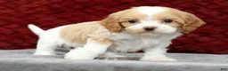 Cavapoo dogs for sale: Shawn - Ad 2