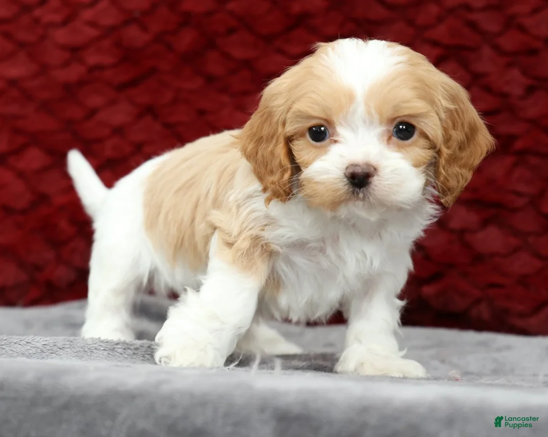 Cavapoo dogs for sale: Shawn - Ad 2