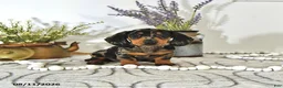 Miniature Dachshund dogs for sale: Percy - Ad 2