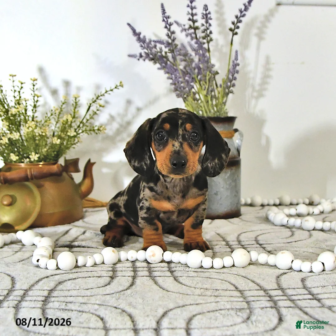 Miniature Dachshund dogs for sale: Percy - Ad 2
