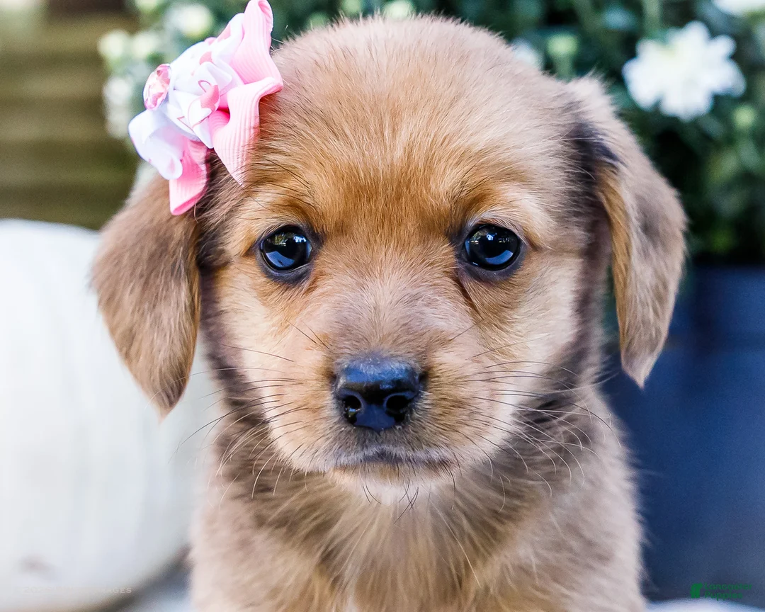 Mixed Breed dogs for sale: Daisy - Ad 2