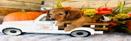 Miniature Dachshund dogs for sale: Boston (Longhair) - Ad 9