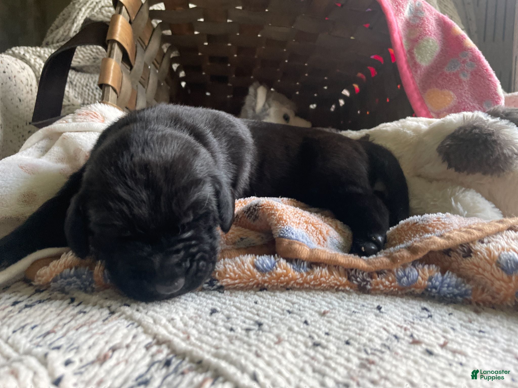 Mixed Breed dogs Yellow - Ad 2