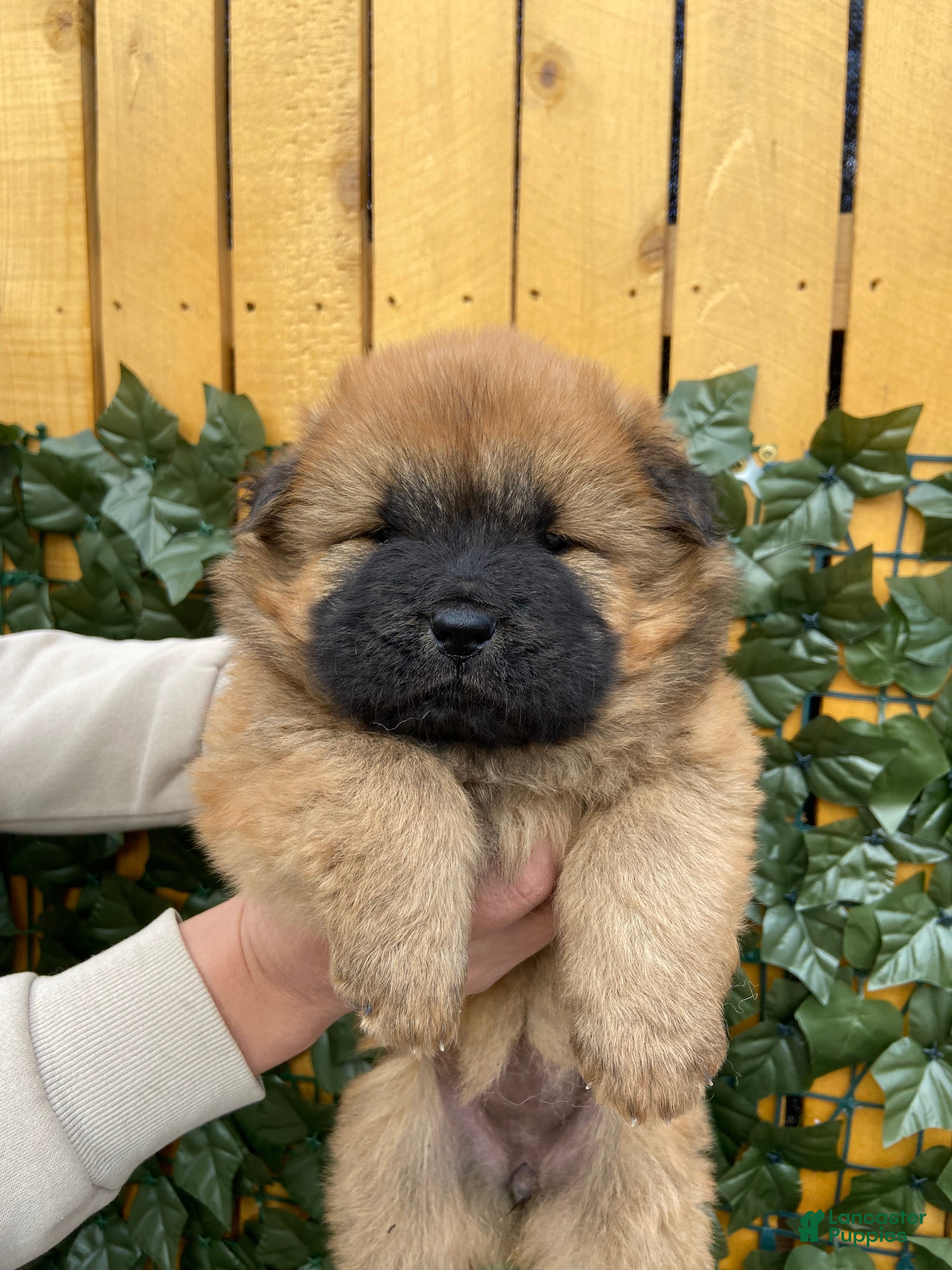 Chow Chow dogs Chow Chow Puppy 2 - Ad 2
