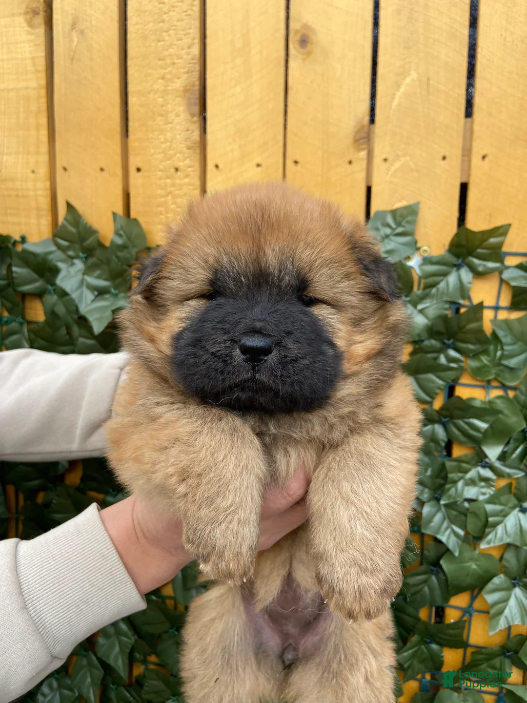 Chow Chow dogs for sale: Chow Chow Puppy 2 - Ad 2