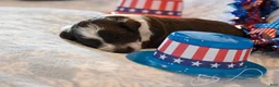 Havapoo dogs for sale: Felix - Ad 3