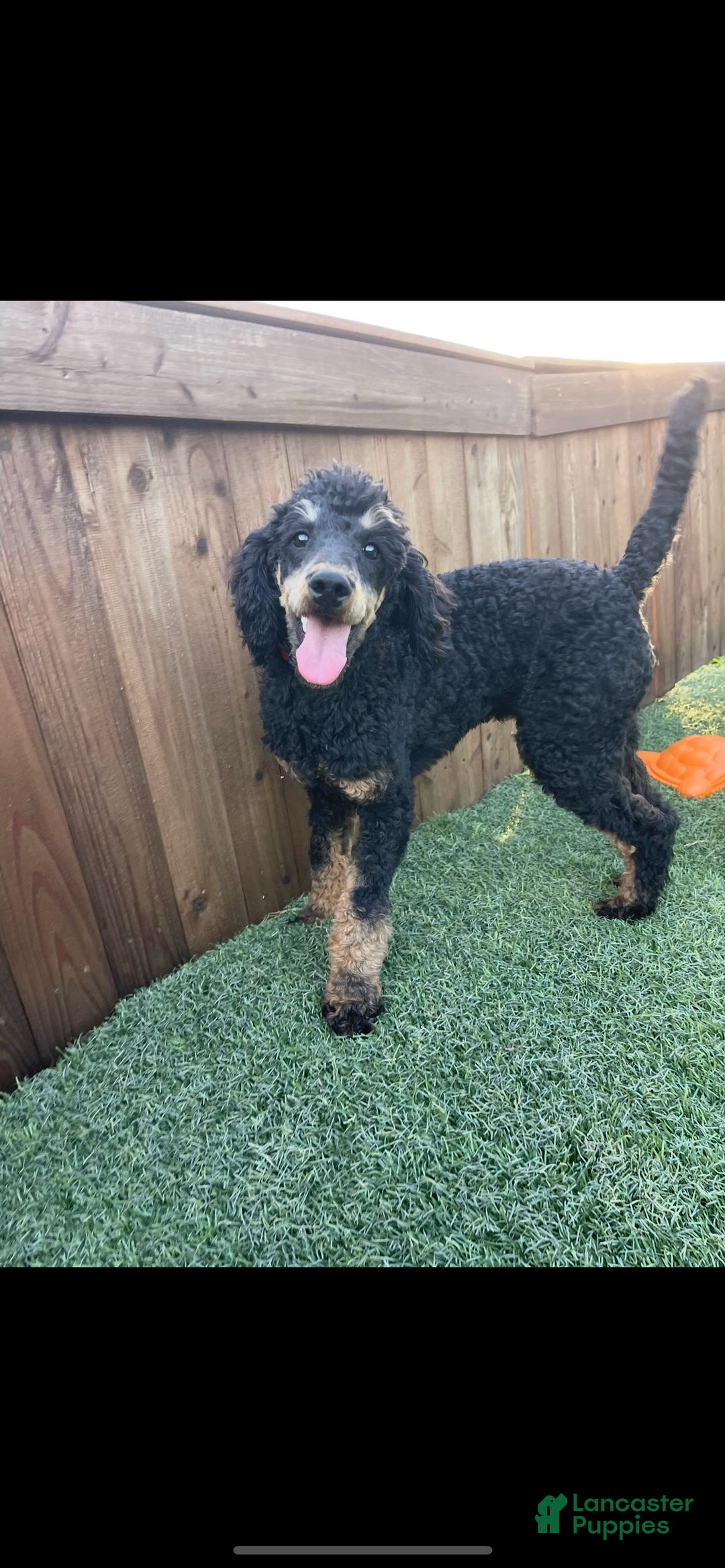 Miniature Poodle dogs for sale: Akc Clear 🧬 Moyen Boy Cinch - Ad 9