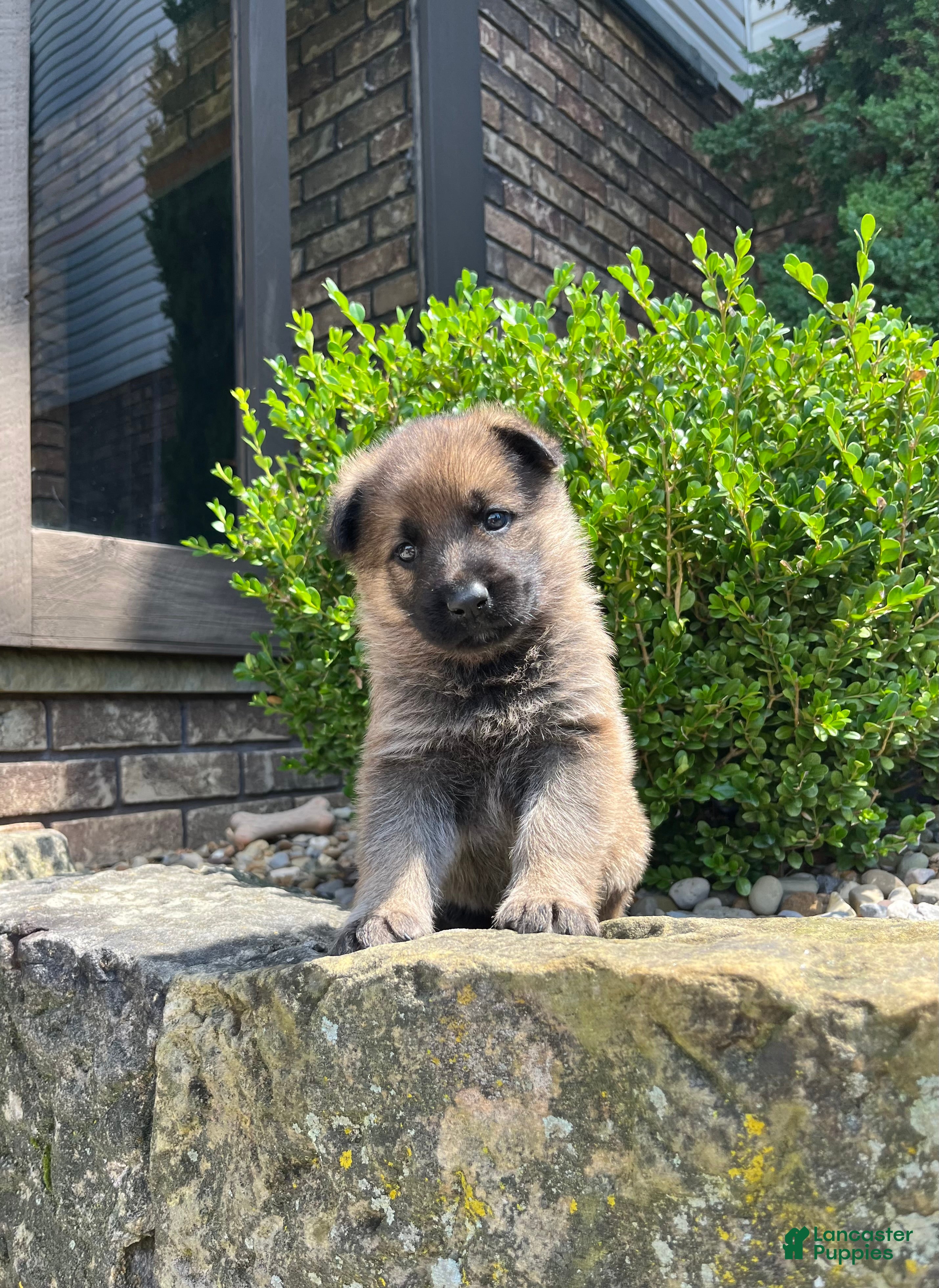 German Shepherd dogs Buck - Ad 2