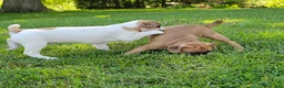 Mixed Breed dogs for sale: Oscar Pie - Ad 8