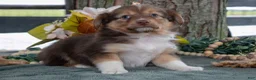 Toy Australian Shepherd dogs for sale: Waverly - Ad 2
